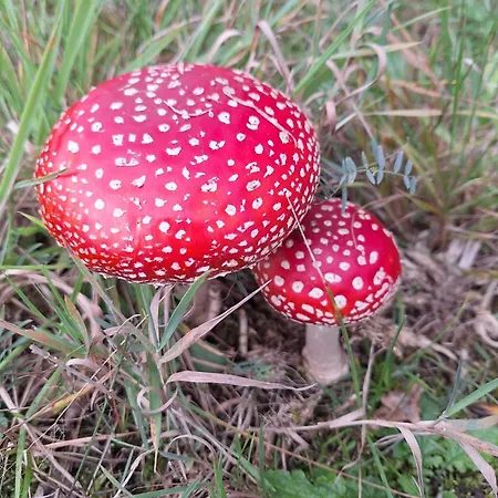 Dream Bed & Breakfast 4*